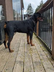 Male Rottweiler for stud - Photo 3
