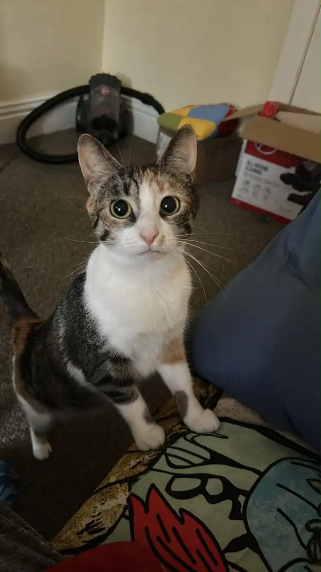 kittens 4 years old