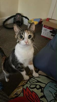 kittens 4 years old