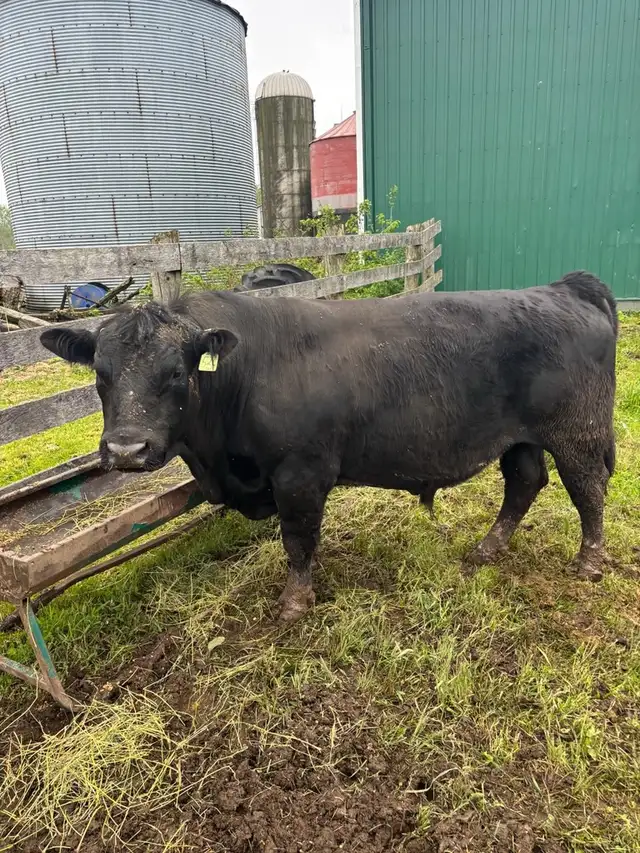 Pure bread Black angus Bull For Sale