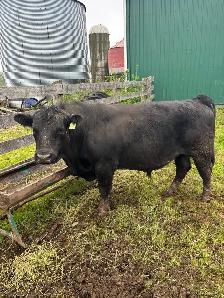 Pure bread Black angus Bull For Sale