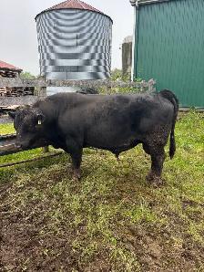 Pure bread Black angus Bull For Sale - Photo 2