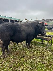 Pure bread Black angus Bull For Sale - Photo 3
