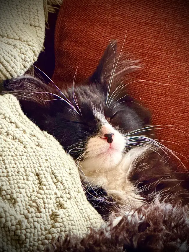 Magnifique chaton mâle poils longs vacciné!