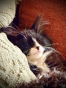 Magnifique chaton mâle poils longs vacciné!