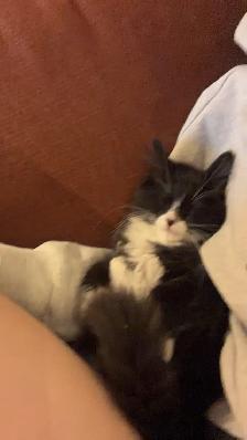 Magnifique chaton mâle poils longs vacciné! - Photo 2