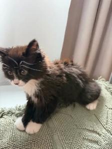 Magnifique chaton mâle poils longs vacciné! - Photo 3