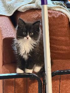 Magnifique chaton mâle poils longs vacciné! - Photo 4