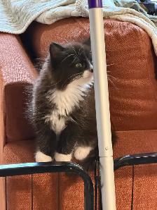 Magnifique chaton mâle poils longs vacciné! - Photo 5