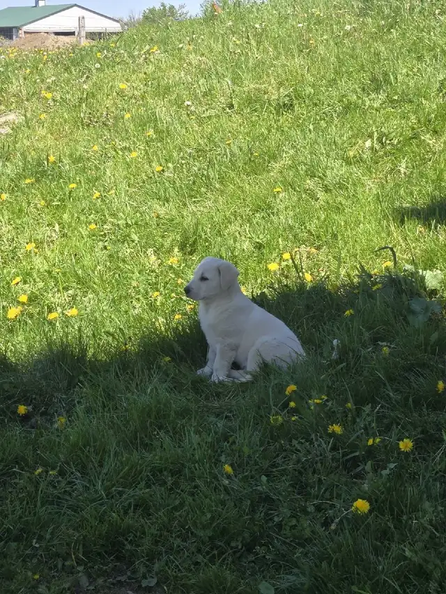 Golden retriever  mix