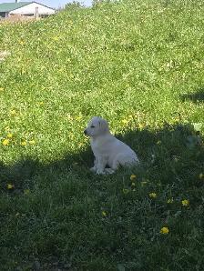 Golden retriever  mix