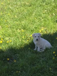 Golden retriever  mix - Photo 2