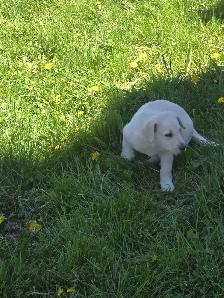 Golden retriever  mix - Photo 3
