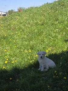 Golden retriever  mix - Photo 4