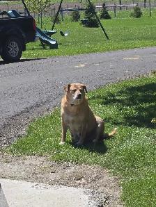 Golden retriever  mix - Photo 5