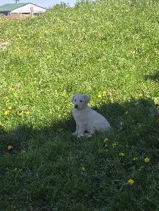 Golden retriever  mix - Photo 6