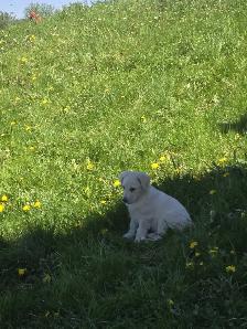 Golden retriever  mix - Photo 7