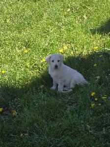 Golden retriever  mix - Photo 8