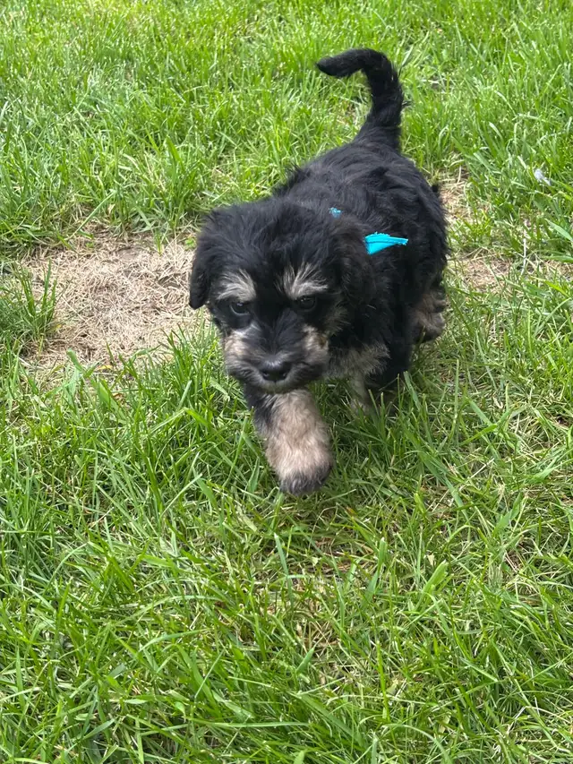 Schnoodle puppies