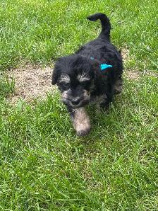 Schnoodle puppies