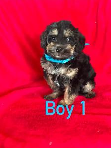 Schnoodle puppies - Photo 2