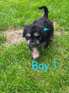 Schnoodle puppies - Photo 3