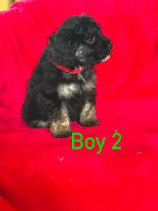 Schnoodle puppies - Photo 4