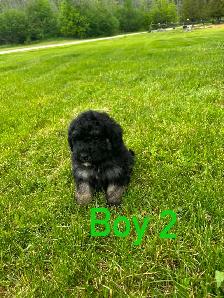 Schnoodle puppies - Photo 5