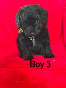 Schnoodle puppies - Photo 6