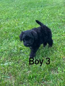 Schnoodle puppies - Photo 7