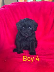 Schnoodle puppies - Photo 8