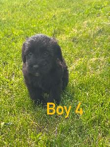 Schnoodle puppies - Photo 9
