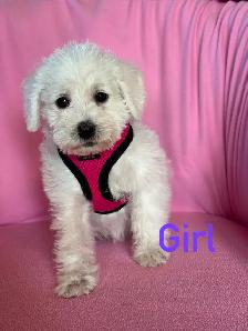 Schnoodle puppies - Photo 10