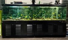 SALE SALE SALE 3 BEAUTIFUL FISH TANK -$500 - Photo 3