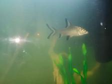Bala Shark
