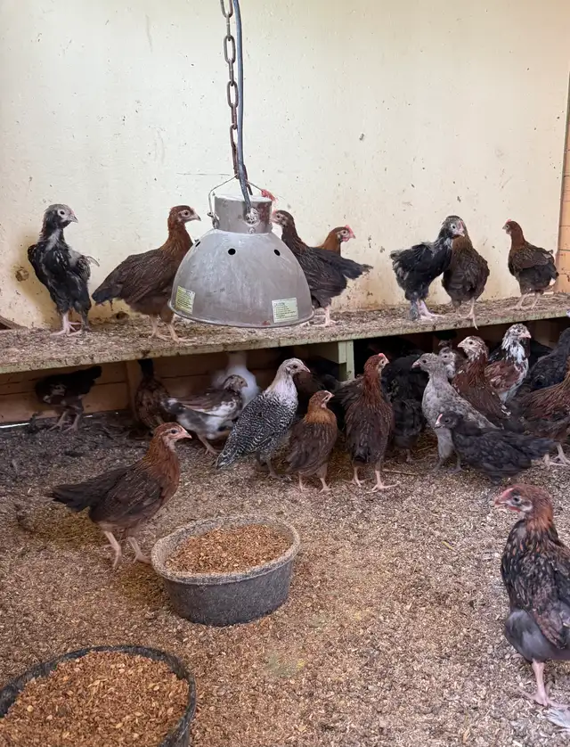 chickens for sale
