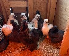 Silkie  Chickens