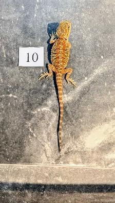 Dragons barbus nés chez Désertéric - Photo 3