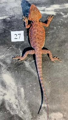 Dragons barbus nés chez Désertéric - Photo 6