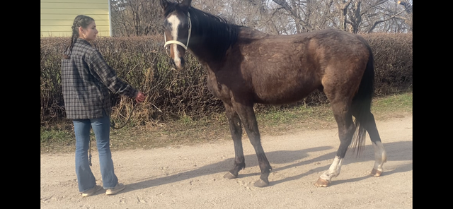 Driving horse