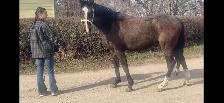 Driving horse