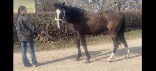 Driving horse - Photo 2