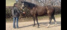 Driving horse - Photo 3