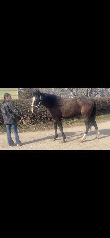 Driving horse - Photo 4