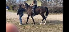 Driving horse - Photo 5