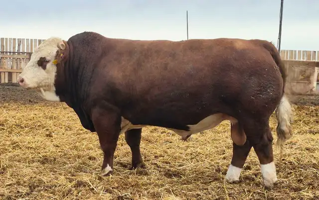 Fleckvieh FB Simmental bulls FOR SALE