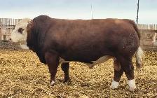 Fleckvieh FB Simmental bulls FOR SALE