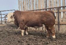 Fleckvieh FB Simmental bulls FOR SALE - Photo 2