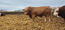 Fleckvieh FB Simmental bulls FOR SALE - Photo 3