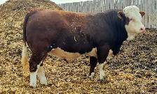 Fleckvieh FB Simmental bulls FOR SALE - Photo 4